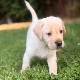 Willy - Yellow male Labrador Retriever puppy in Sweet Home, Oregon from Snowpeak English Labradors