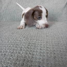 Girl 3 - Fawn (isabella) and tan female Dachshund puppy in Gracemont, Oklahoma from Frank's Mini Doxies