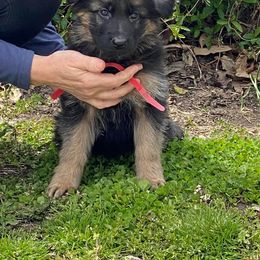 German Shepherd Puppies from von Fenja German Shepherd Dogs