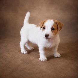 Laramie - Brown and white male Jack Russell Terrier puppy in Cleburne, Texas from Jordan's Shorty Jacks
