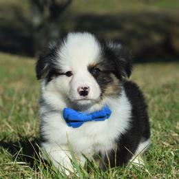 Calm and Cuddly Male 1 - Black and tan male Pembroke Welsh Corgi puppy in Kansas City, Missouri from Willow Creek Corgis