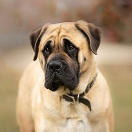 Zonje - Mastiff