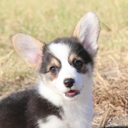 Polly (Tiny Tot) - Black and tan female Pembroke Welsh Corgi puppy in West, Texas from Rustic Spur Kennel