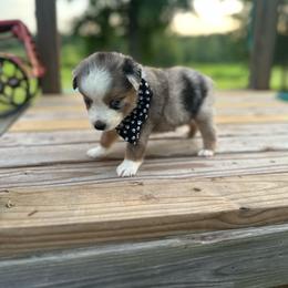 Mr. USA - Blue merle male Miniature Australian Shepherd puppy in Doddridge, Arkansas from Huddleston Farm