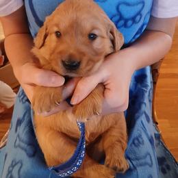 Blue - Golden male Golden Retriever puppy in Lanesboro, Minnesota from Eagle Ridge Golden Retrievers