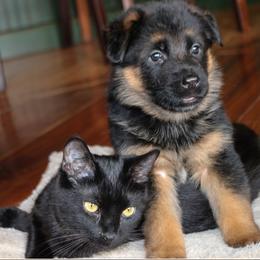 German Shepherd Puppies from Drache Feld