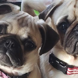 Pugs from Kex Pug Haus