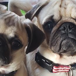 Pugs from Kex Pug Haus