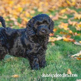 Goldendoodle and Poodle Puppies from Daisey's Doodles Seattle