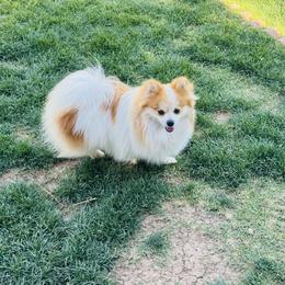 King - Pomeranian