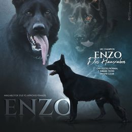 Enzo - German Shepherd