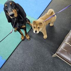 Chow Chow Puppies from Graystone Kennel