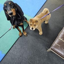 Chow Chow Puppies from Graystone Kennel