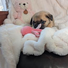 Linda's Girl - Fawn female Pug puppy in Vancouver, Washington from Swift Pugs