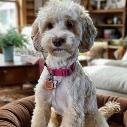 Gracie - Australian Labradoodle
