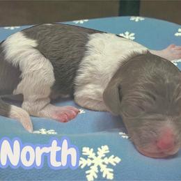 North - Parti male Goldendoodle puppy in Ellenburg Center, New York from Kristin's Puppies