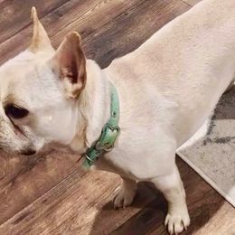 French Bulldogs from Sasha 's Frenchies