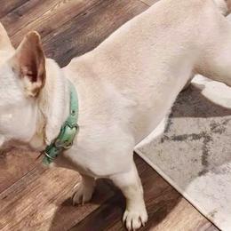 French Bulldogs from Sasha 's Frenchies