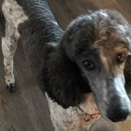 Bernedoodles and Poodles from Kelan’s Poodles
