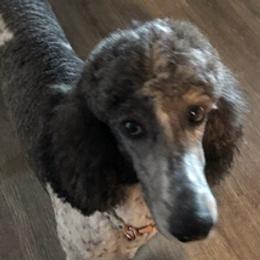 Bernedoodles and Poodles from Kelan’s Poodles