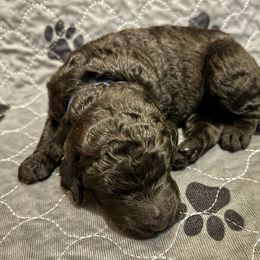 Blue Collar Boy - Black Poodle puppy in Appleton, Wisconsin from Aspenwood Standard Poodles