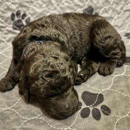 Blue Collar Boy - Black Poodle puppy in Appleton, Wisconsin from Aspenwood Standard Poodles