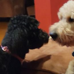 Goldendoodles from RiversDoodles
