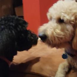Goldendoodles from RiversDoodles
