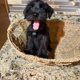 Scarlett - Black female Miniature Schnauzer puppy in Bloomington, California from Mini Beard Buster Kennel