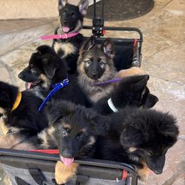 German Shepherd Puppies from Brooks High Quality Breeders