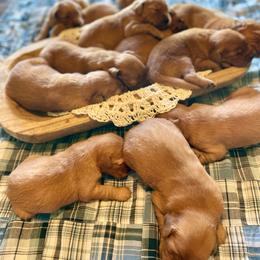 Girl 1 - Dark golden female Golden Retriever puppy in Buffalo, Missouri from Thrasher Family Puppies