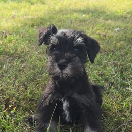 Puppy 2 - Black and silver male Miniature Schnauzer puppy in Harrisonville, Missouri from Kelly Reynolds's Miniature Schnauzers