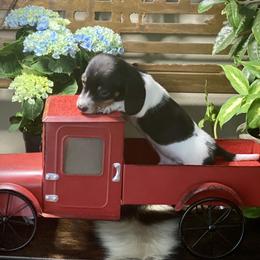Dachshund Puppies from SR Mini Dachshunds