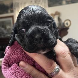 Cocker Spaniel Puppies from Lehi Cockers