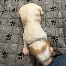 Mr gray - Orange and white male Brittany puppy in Hayward, California from Fieldstone Bird Dog Kennels / West Coast Brittany’s