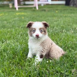 Prairie Moon Annie - female Miniature Australian Shepherd puppy in Waxahachie, Texas from Forever Holmes Aussies