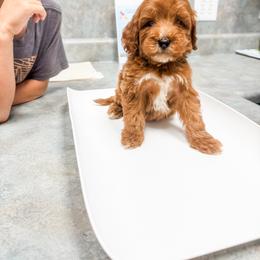 Cookie - Red  male Goldendoodle puppy in Belton, South Carolina from Poodley Doodley Doo