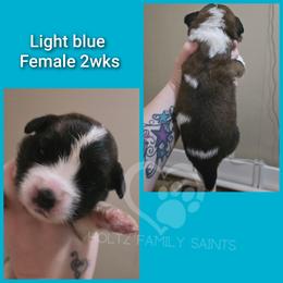 Light blue Female - White and brown female Saint Bernard puppy in Kaukauna, Wisconsin from Holtz Family Saints