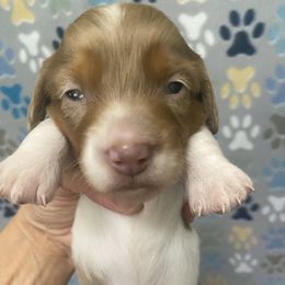 Dachshund Puppies from The Wienery