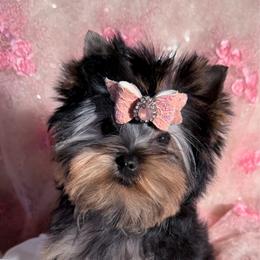 Celeste - Blue and gold female Yorkshire Terrier puppy in Daggett, Michigan from Hetzel’s Enchanted Yorkies (Michigan)