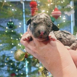 Girl 2 - Black and white female Aussiedoodle puppy in Yacolt, Washington from Aussiedoodles by Maggie