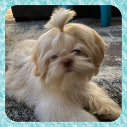 Bruno - Shih Tzu