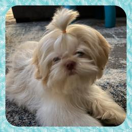 Bruno - Shih Tzu