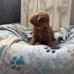 Goldendoodle Puppies from Daisy’s Doodles