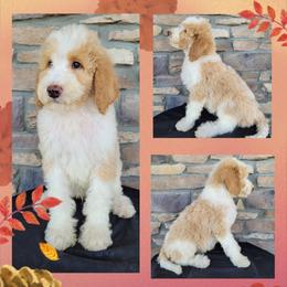Goldendoodle Puppies from Rose's Doodles
