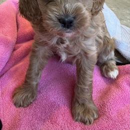 Stella - Red female Cavapoo puppy in Buda, Texas from Haus of Doodles