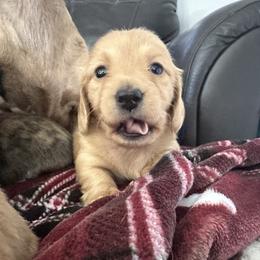Winnie - Red female Dachshund puppy in Young, Arizona from Short and Sassy Dachshunds of AZ
