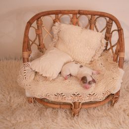 Dachshund Puppies from Brittney Harrison