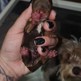 Teacup chocolate boy 2 - Liver male Yorkshire Terrier puppy in Thornville, Ohio from My precious yorkies