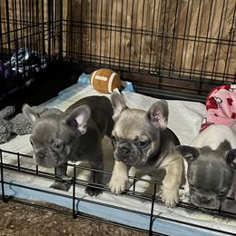 French Bulldog Puppies from Tuscaloosa Frenchies